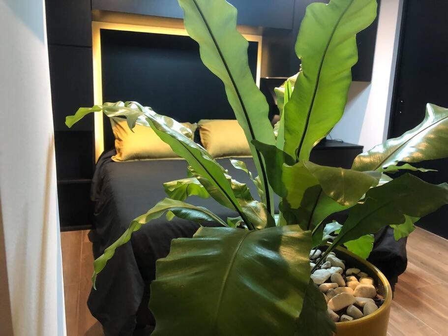 Black Loft. Moderno Y Nuevo, Super Ubicado. 멕시코 시 외부 사진